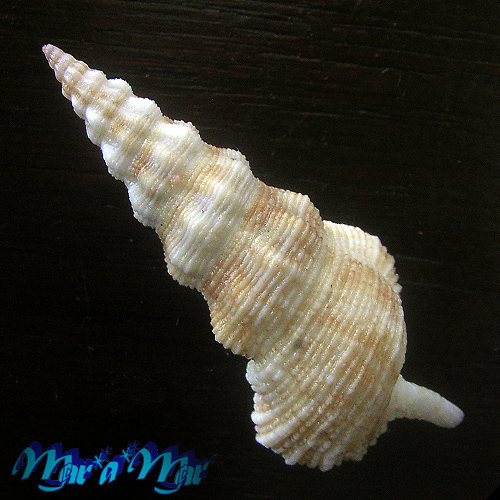 Alternative view of Cerithium citrinum Soerby II, 1855