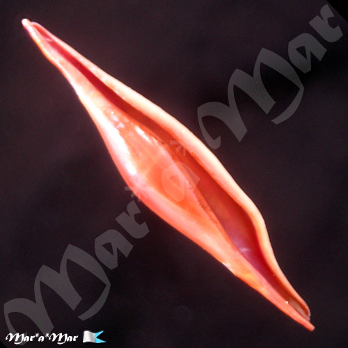 Phenacovolva rosea (A. Adams, 1854)