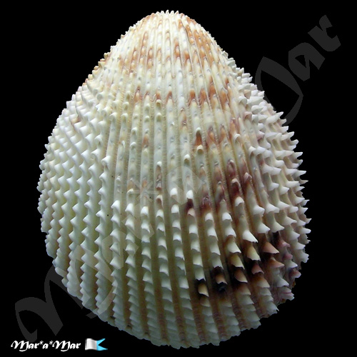 Trachycardium isocardia (L., 1758) - Imagem 2