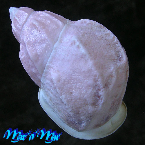 Auris bilabiata (Broderip & Sowerby, 1829) - Imagem 2