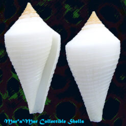 Conus tristensis Petuch, 1987