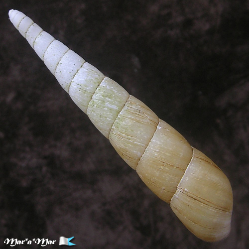 Obeliscus carphodes planospirus (Pfeiffer, 1853) - Image 2