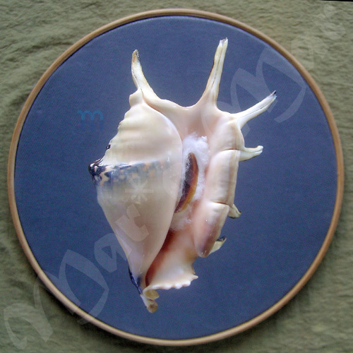 Lambis lambis (Linnaeus, 1758)