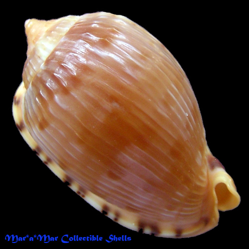 Cypraeacassis testiculus senegalica (Gmelin, 1791) - Imagem 2