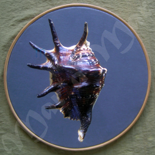 Lambis lambis (Linnaeus, 1758) - Image 2