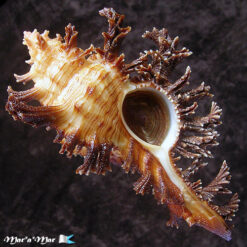 Chicoreus spectrum (Reeve, 1846)