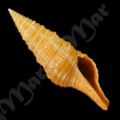 Gemmula rosario Shikama & Hayashi, 1977