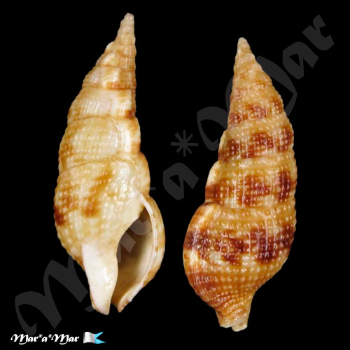 Colubraria tortuosa (Reeve, 1844)