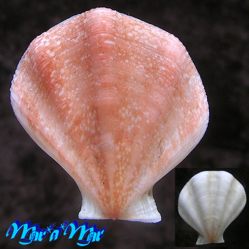 Pseudamussium clavatum (dumasii form) (Poli, 1795)