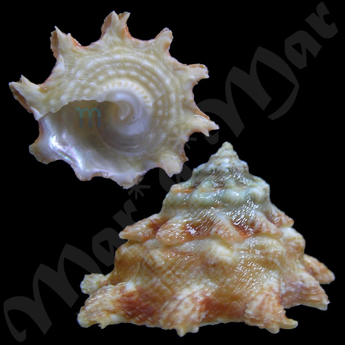 Astraea sp. - Image 2