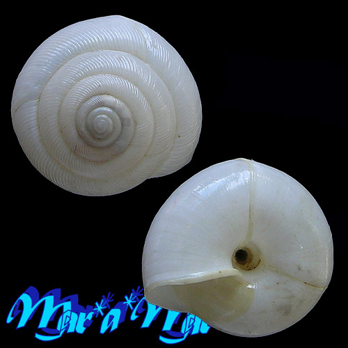 Streptaxis helios (Pilsbry, 1897) - Imagem 2