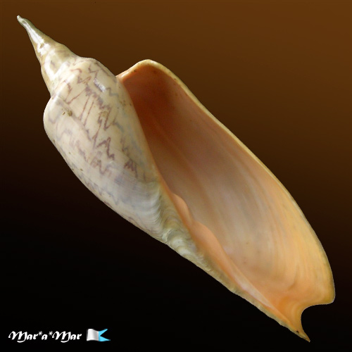 Zidona dufresnii (Donovam, 1823