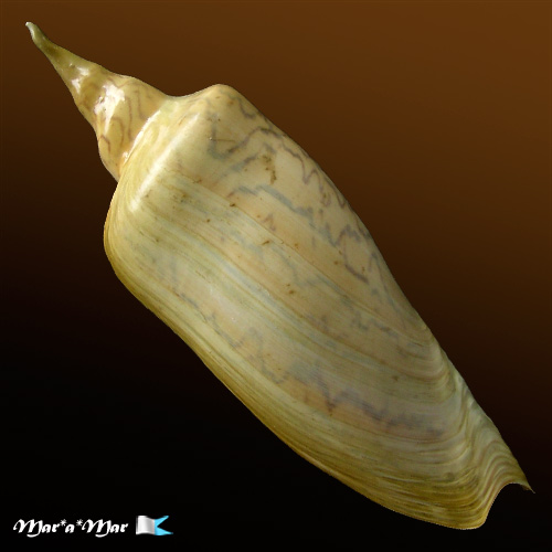 Alternative view of Zidona dufresnii (Donovam, 1823