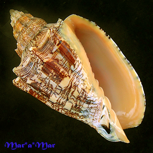 Voluta ebraea Linnaeus, 1758