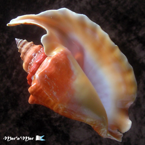 Strombus gallus Linnaeus, 1758