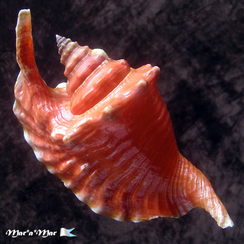 Strombus gallus Linnaeus, 1758 - Imagem 2