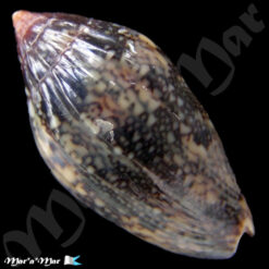 Alternative view of Plicoliva zelindae oceanica Coltro, 2005 DARK PATTERN