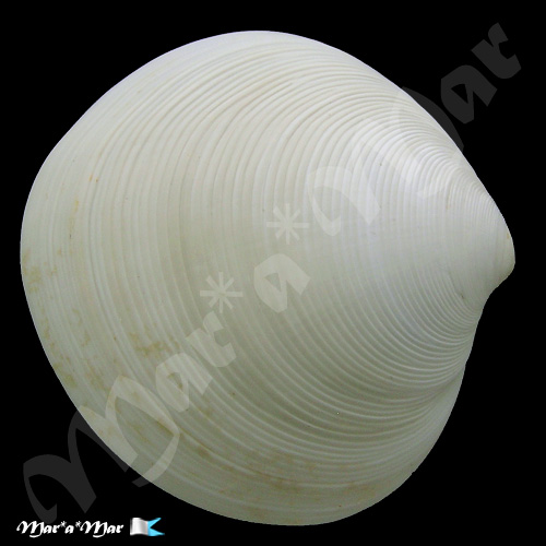 Dosinia concentrica (Born, 1778)