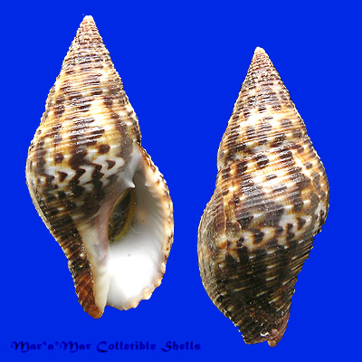 Pisania pusio (Linnaeus, 1758)