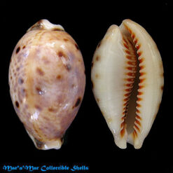 Cypraea (Lyncina) lynx Linnaeus, 1758