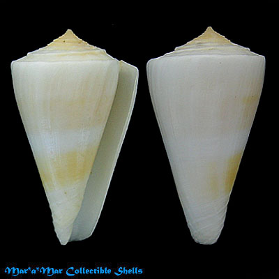 Conus typhon Kilburn, 1975