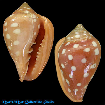 Marginella goodalli Sowerby, 1825