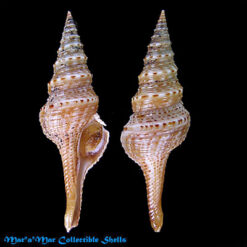 Gemmula cf. unedo (Kiener, 1839)