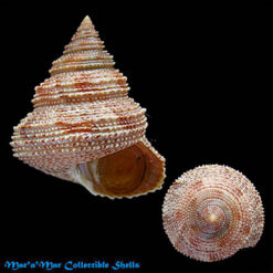 Neocalliostoma militare (Ihering, 1907)