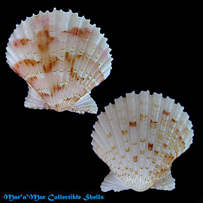 Argopecten noronhensis (E. A. Smith, 1885)