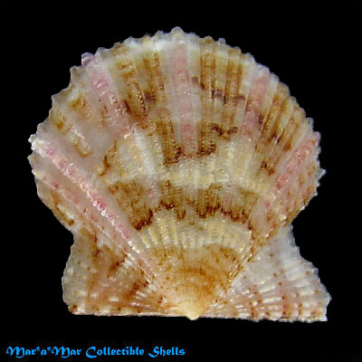 Leptopecten bavayi Dautzemberg, 1927