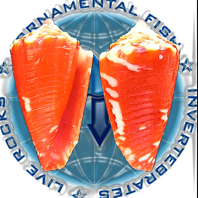 Conus delucai Coltro, 2004