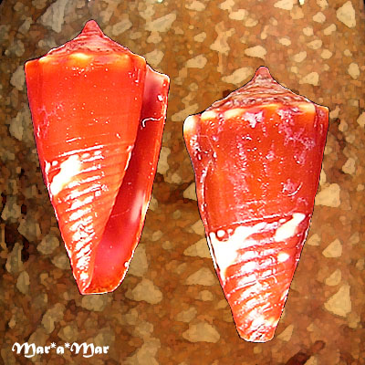 Conus (Conasprella) delucai (Coltro, 2004)