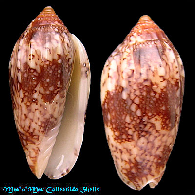 Plicoliva zelindae oceanica Coltro, 2005