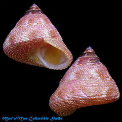 Calliostoma hassler Clench & Aguayo, 1939*