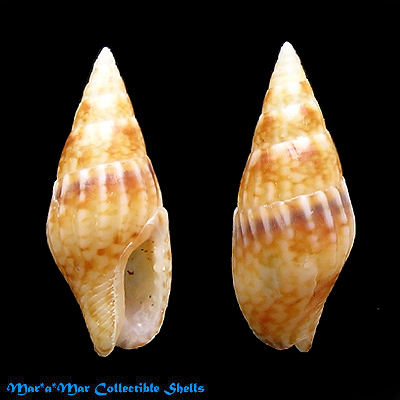 Anachis sertularium Orbigny, 1841