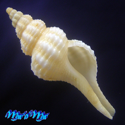 Fusinus mariaodeteae Petuch, E.J. & D.P. Berschauer, 2016