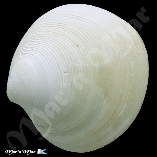 Alternative view of Dosinia concentrica (Born, 1778)