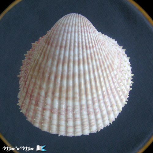 Trachycardium manoeli (Linnaeus, 1758)