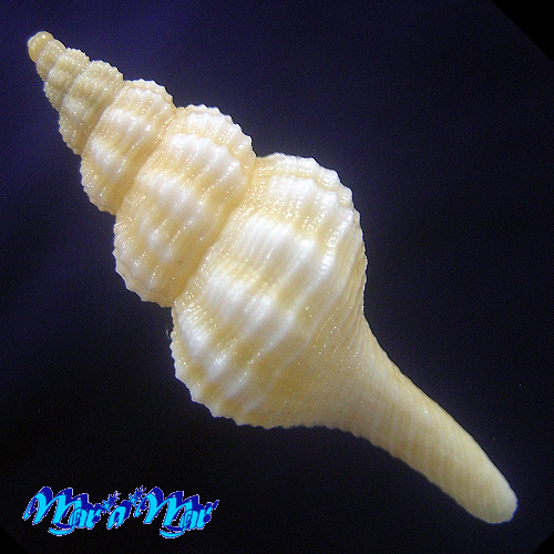 Alternative view of Fusinus mariaodeteae Petuch, E.J. & D.P. Berschauer, 2016