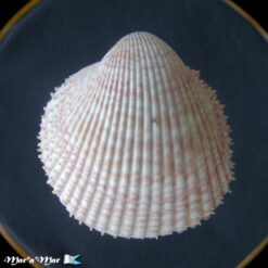 Alternative view of Trachycardium manoeli (Linnaeus, 1758)