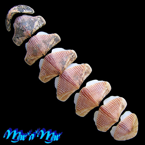 Chaetopleura angulata Spengler,1797