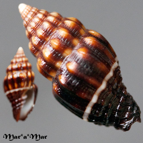 Vexillum variatum Reeve, 1845