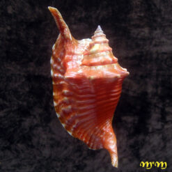 Alternative view of Strombus gallus Linnaeus, 1758