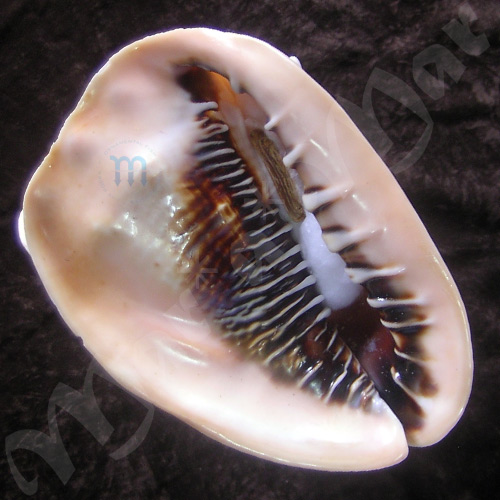 Cassis madagascariensis Lamarck, 1822