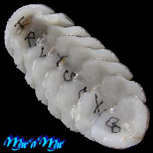 Alternative view of Chaetopleura angulata Spengler,1797*