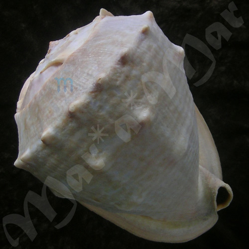 Cassis madagascariensis Lamarck, 1822 - Image 2