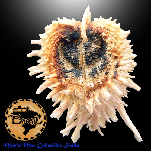 Arcinella brasiliana (Nicol, 1953) - Imagem 3