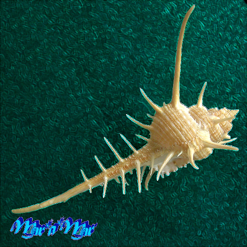 Murex tenuirostrum Lamarck, 1822 - Imagem 3