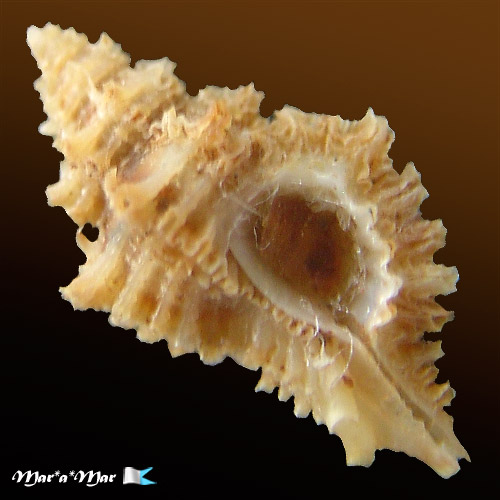 Murexiella iemanjai Petuch, 1979