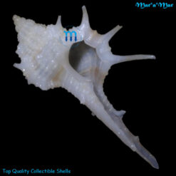 Vokesimurex lindajoyceae (Petuch, 1987)